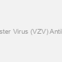 Varicella Zoster Virus (VZV) Antibody (FITC)